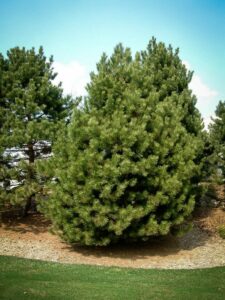 Сосна Чёрная (Pinus Nigra) купить по цене от 270.00р. в интернет-магазине «Посадика» с доставкой почтой в в Туле и по всей России – [изображение №1].