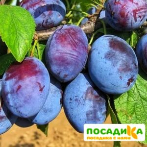 Слива Чачакская ранняя купить по цене от 229.00р. в интернет-магазине «Посадика» с доставкой почтой в в Туле и по всей России – [изображение №1].