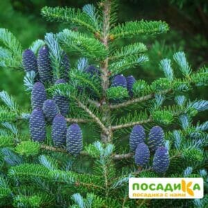 Пихта корейская (Abies koreana) купить по цене от 450.00р. в интернет-магазине «Посадика» с доставкой почтой в в Туле и по всей России – [изображение №1].