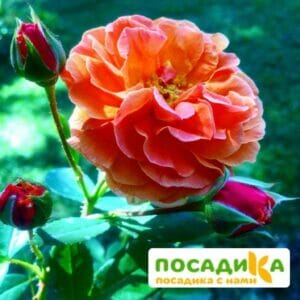 Роза Арабия купить по цене от 350.00р. в интернет-магазине «Посадика» с доставкой почтой в в Туле и по всей России – [изображение №1].