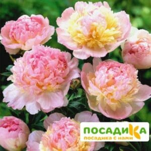 Пион Распберри Сандей (Paeonia Raspberry Sundae) купить по цене от 959р. в интернет-магазине «Посадика» с доставкой почтой в в Туле и по всей России – [изображение №1].