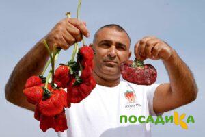 Клубника Гигант Джорнея купить по цене от 266р. в интернет-магазине «Посадика» с доставкой почтой в в Туле и по всей России – [изображение №1].