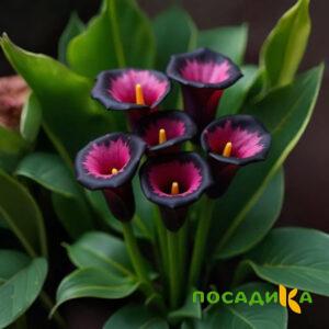 Калла Аура Лейс купить по цене от 400р. в интернет-магазине «Посадика» с доставкой почтой в в Туле и по всей России – [изображение №1].