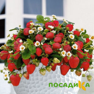 Клубника Рубиновый Шепот (горшечная) купить по цене от 240р. в интернет-магазине «Посадика» с доставкой почтой в в Туле и по всей России – [изображение №1].