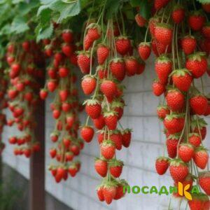 Клубника вьющаяся Комплимент купить по цене от 470р. в интернет-магазине «Посадика» с доставкой почтой в в Туле и по всей России – [изображение №1].