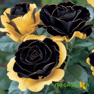 Роза Ханни Сикл купить по цене от 700р. в интернет-магазине «Посадика» с доставкой почтой в в Туле и по всей России – [изображение №1].