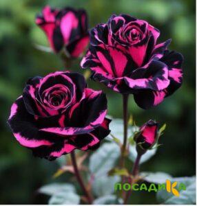 Роза Багровый Шепот купить по цене от 366р. в интернет-магазине «Посадика» с доставкой почтой в в Туле и по всей России – [изображение №1].