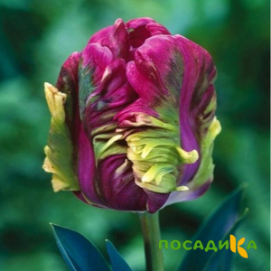 Тюльпан Экзотик Хэвен купить по цене от 186р. в интернет-магазине «Посадика» с доставкой почтой в в Туле и по всей России – [изображение №1].