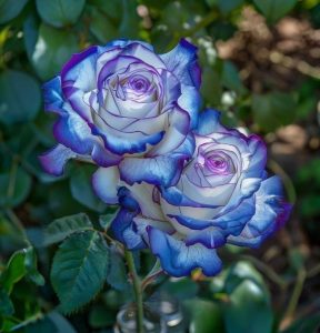 Роза Пэтолз Хоуп купить по цене от 333р. в интернет-магазине «Посадика» с доставкой почтой в в Туле и по всей России – [изображение №1].