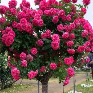 Роза Версаля купить по цене от 232р. в интернет-магазине «Посадика» с доставкой почтой в в Туле и по всей России – [изображение №1].