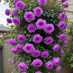 Роза Мистик Уайт купить по цене от 620р. в интернет-магазине «Посадика» с доставкой почтой в в Туле и по всей России – [изображение №1].