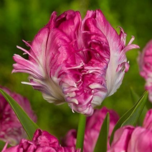 Тюльпан махровый Кул Кристал купить по цене от 400р. в интернет-магазине «Посадика» с доставкой почтой в в Туле и по всей России – [изображение №1].