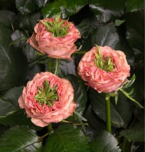 Роза Амбер Инчант купить по цене от 495р. в интернет-магазине «Посадика» с доставкой почтой в в Туле и по всей России – [изображение №1].