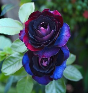 Роза Скарлет Рэвери купить по цене от 489р. в интернет-магазине «Посадика» с доставкой почтой в в Туле и по всей России – [изображение №1].