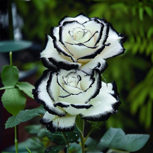 Роза Силк Ивин купить по цене от 319р. в интернет-магазине «Посадика» с доставкой почтой в в Туле и по всей России – [изображение №1].