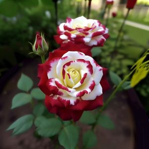 Роза Роял Глом купить по цене от 401р. в интернет-магазине «Посадика» с доставкой почтой в в Туле и по всей России – [изображение №1].