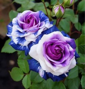 Роза Айвори Каскад купить по цене от 420р. в интернет-магазине «Посадика» с доставкой почтой в в Туле и по всей России – [изображение №1].