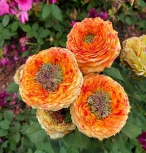 Роза Золотой Мираж купить по цене от 420р. в интернет-магазине «Посадика» с доставкой почтой в в Туле и по всей России – [изображение №1].