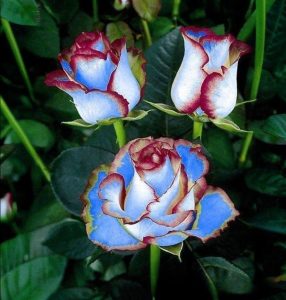 Роза Сафайер Пэтл купить по цене от 450р. в интернет-магазине «Посадика» с доставкой почтой в в Туле и по всей России – [изображение №1].